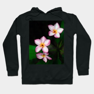 plumeria-flowers-frangipani-floral-white-pink-blossoms-shirtyshirto-34 Hoodie